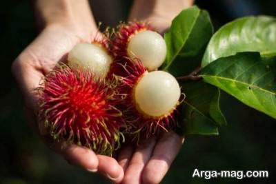 با مهمترین خواص میوه رامبوتان آشنا شوید