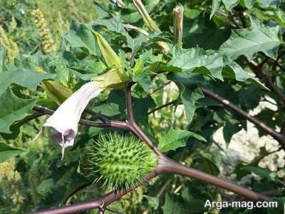 خواص تاتوره گیاهی سمی با فواید درمانی موثر