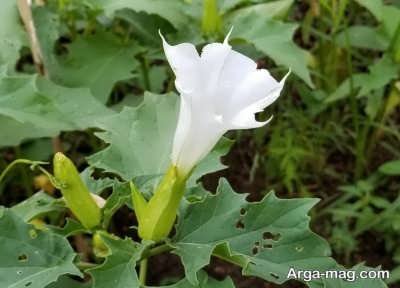 گیاه تاتوره و انواع خاصیت های آن