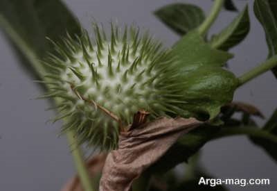 خواص تاتوره سمی