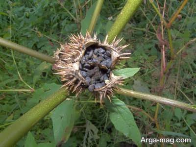 بررسی خاصیت های گیاه تاتوره