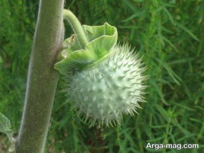 برخی خواص تاتوره