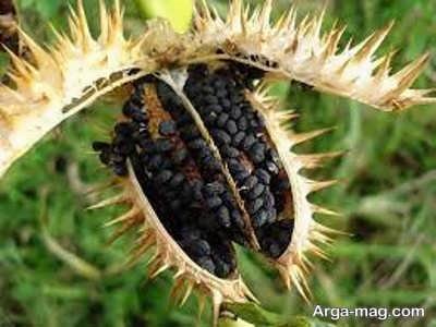 بررسی خواص تاتوره