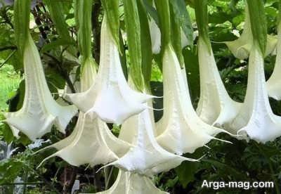 خاصیت های گیاه سمی تاتوره