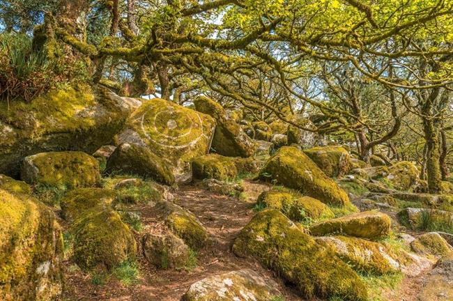 Wistman's Wood, Devon, UK