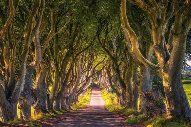 The Dark Hedges, County Antrim, Northern Ireland