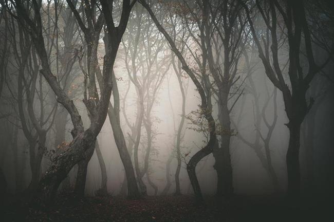 Hoia-Baciu Forest, Transylvania, Romania