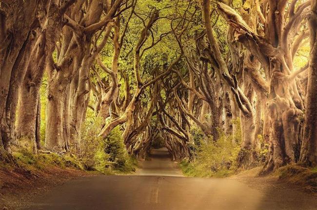 Dark Hedges, Stranocum, Northern Ireland, UK