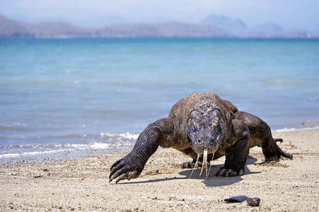 Komodo National Park