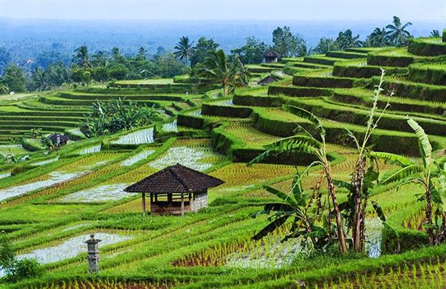 Jatiluwih Rice Fields, Bali