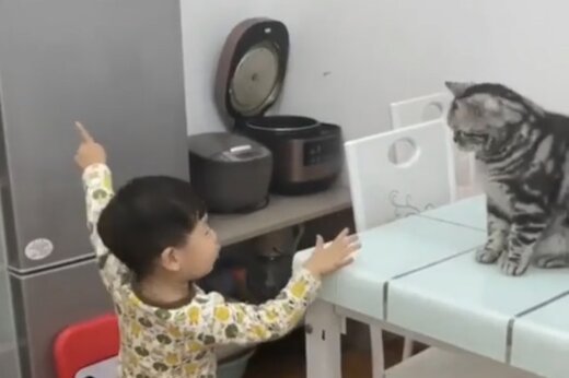 ببینید ؛ همدستی جالب و شگفت‌انگیز یک گربه با یک کودک برای خوردن خوراکی