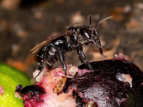 مشاهده زنبورهای گوشتخوار در کاستاریکا