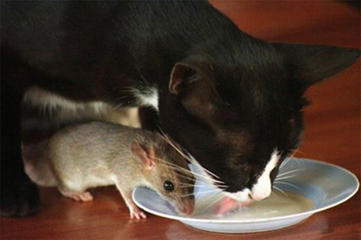 ببینید ؛ حمله یک موش غول‌پیکر به ظرف غذای یک گربه؛ تام و جری واقعی