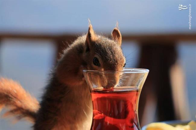 سنجاب چایی خور