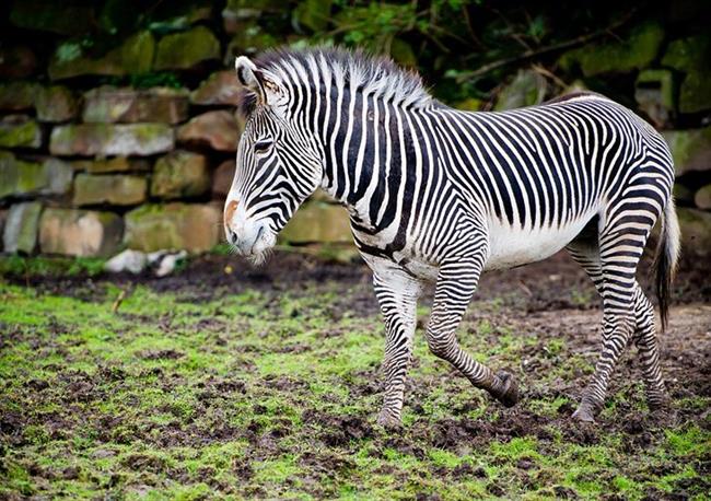 Chester Zoo