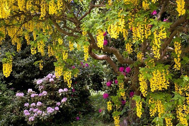 Bodnant Garden