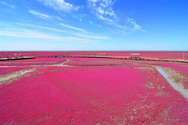 Red Beach, Panjin, China