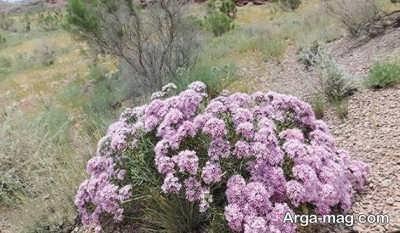 خواص گیاه چوبک با مزایای درمانی فراوان