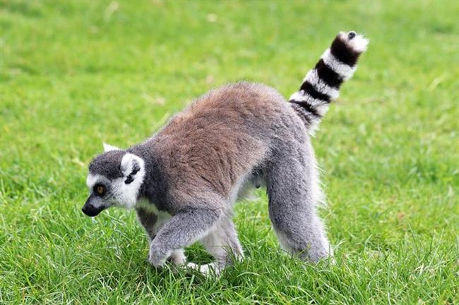 See the Cute Creatures at Birmingham Wildlife Conservation Park