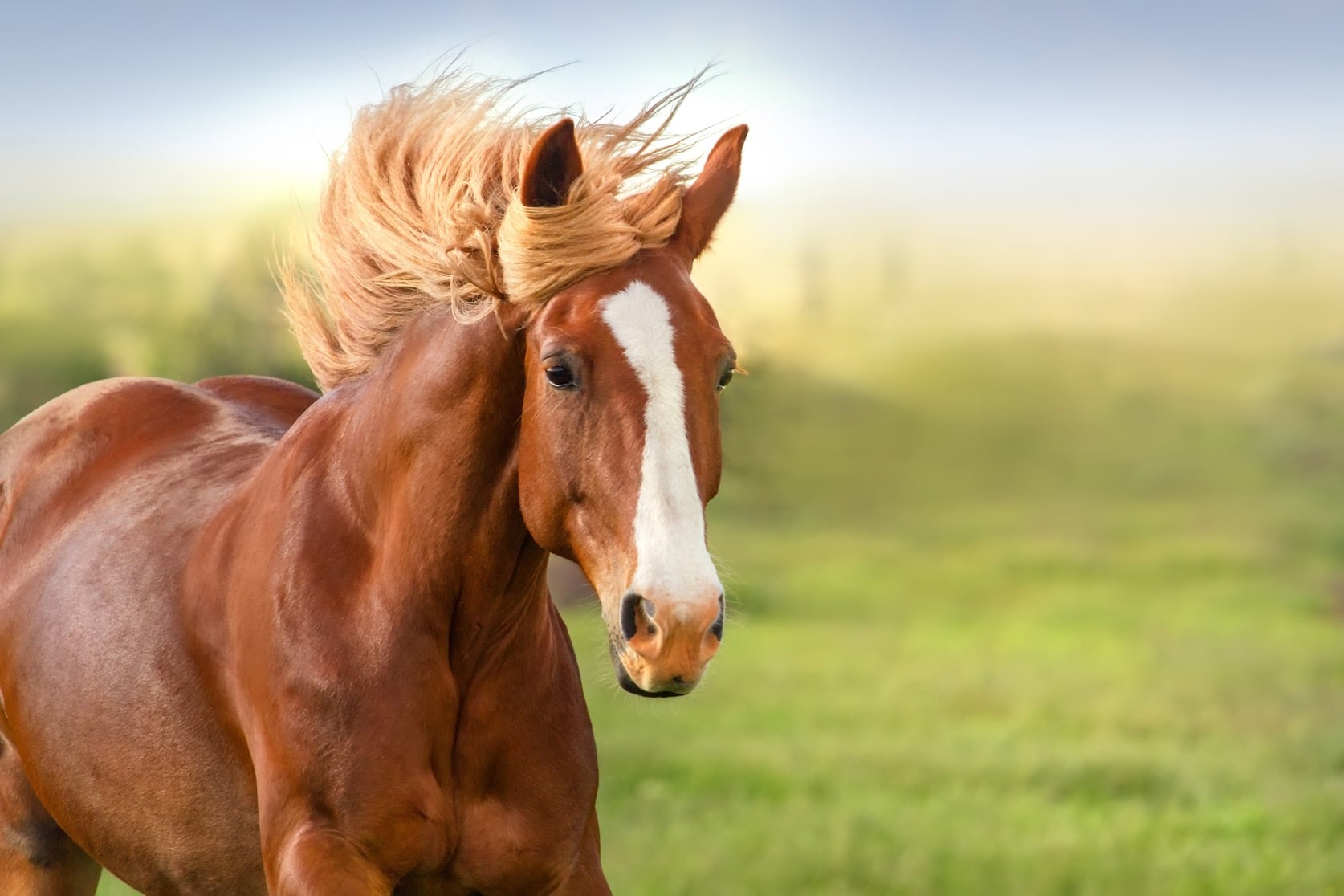 با بیمه اسب از خطرات و بیماری‌های احتمالی آنها مقابله کنید