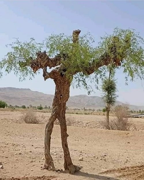 تصویری از یک درخت انسان‌نما که دو پا دارد