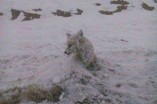 ببینید ؛ یخ بستن روباه بر اثر شدت سرما در کردستان