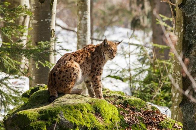 Bavarian Forest National Park, Germany