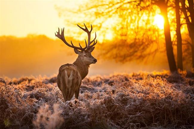 Hoge Veluwe National Park, the Netherlands