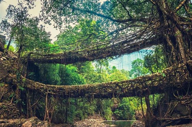 Umshiang root bridge, Meghalaya, India