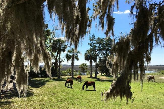 Cumberland Island, Georgia