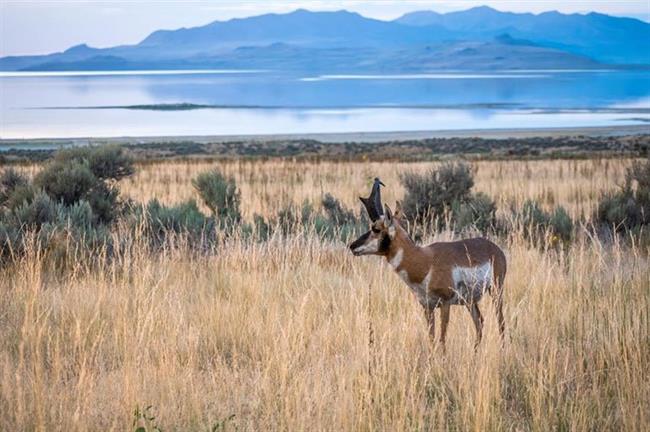 Antelope Island, Utah