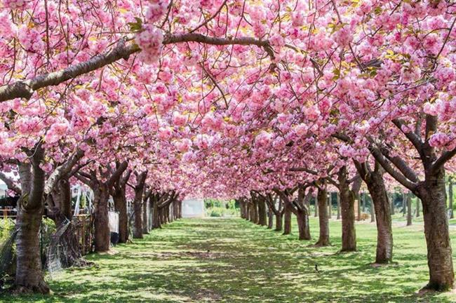 Brooklyn Botanic Garden, New York, USA