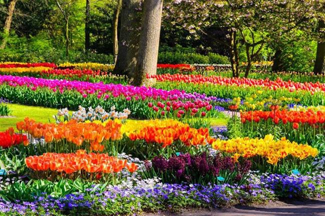 Keukenhof Gardens, Lisse, the Netherlands