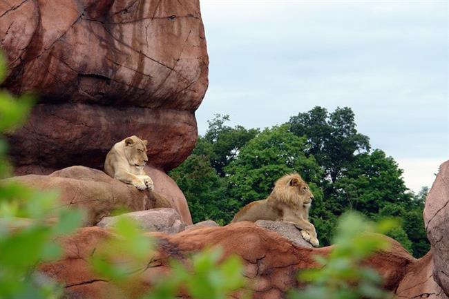 Toronto Zoo