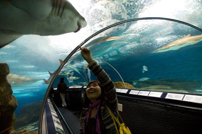 Shanghai Ocean Aquarium (about 1 million gallons)