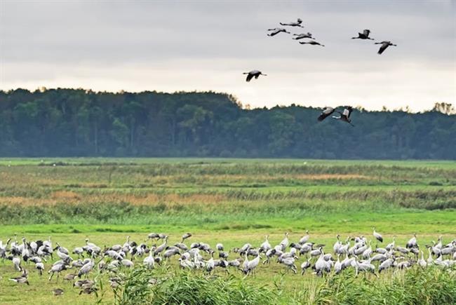 Western Pomerania Lagoon Area