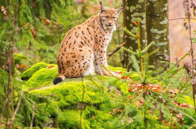 Bavarian Forest National Park