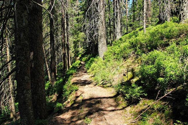 Black Forest National Park