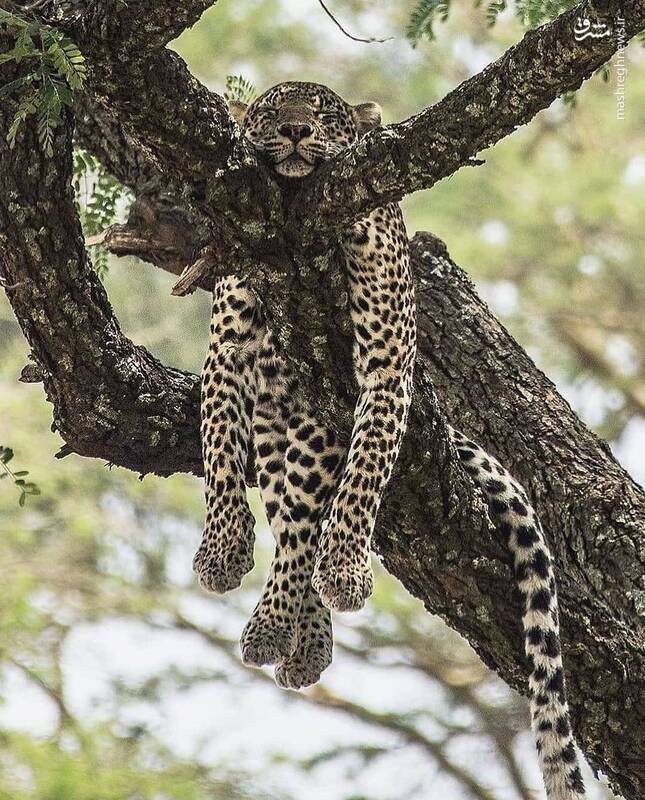 تصویری دیدنی از خوابیدن یک پلنگ بالای درخت