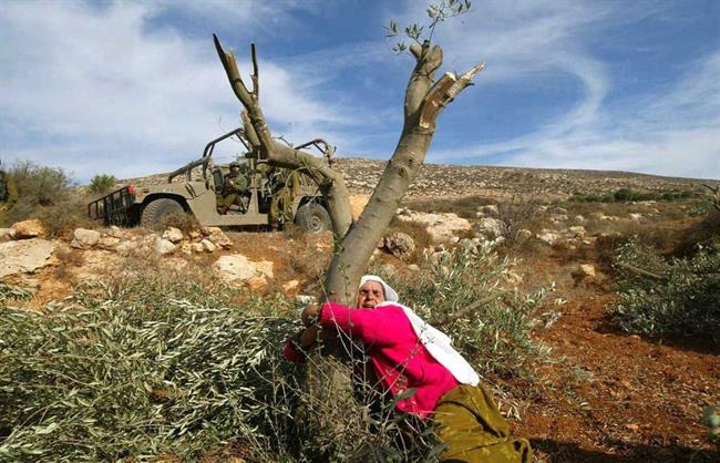زمین خواری بزرگ اسرائیل در پوشش درختکاری / صهیونیست‌های بی‌ریشه به فکر ریشه دواندن در اراضی فلسطینیان افتادند! +عکس و فیلم