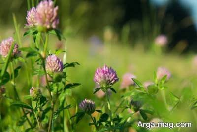 خاصیت ضد سرطانی عرق شبدر