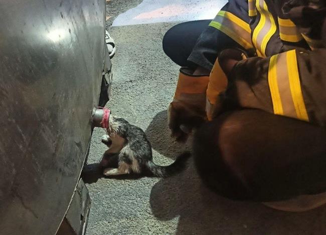 کمک آتش‌نشانان به گربه‌ای که سرش در لوله تانکر گیر کرده بوده/ عکس