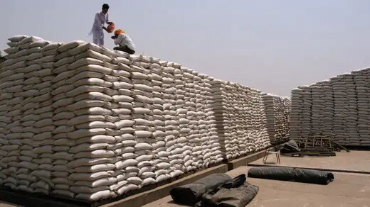 خرید تضمینی گندم در مازندران آغاز شد