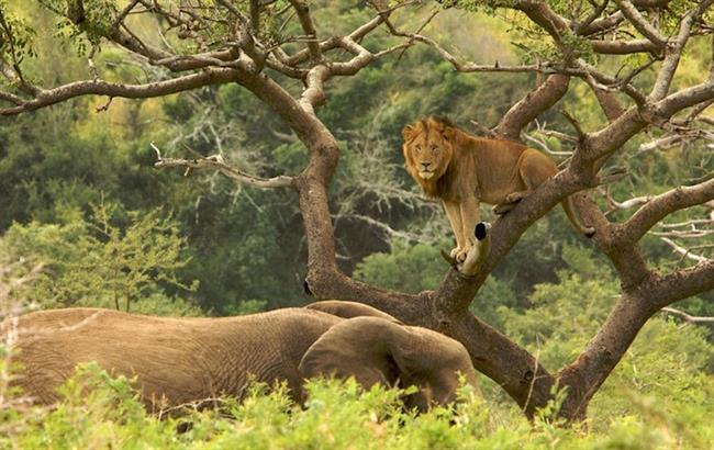 Hluhluwe-Umfolozi Game Reserve