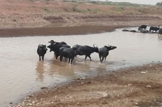 ببینید ؛ تلف شدن هزاران گاو به دلیل گرمای شدید در کانزاس آمریکا