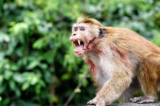 ببینید ؛ قمه‌کشی یک میمون در برزیل؛ وحشت مردم محلی