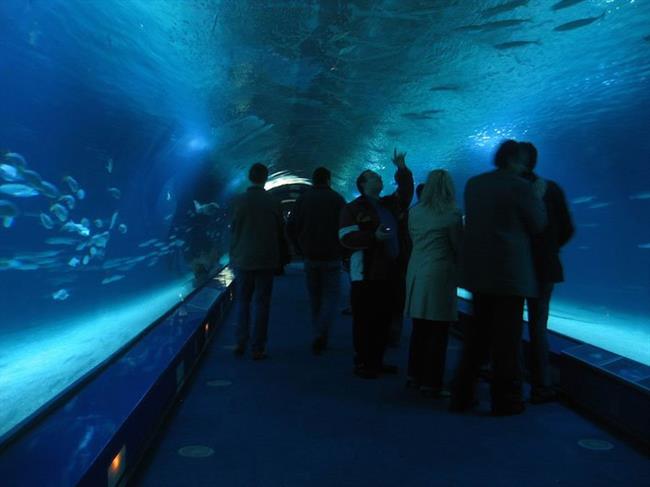 L'Oceanografic Aquarium
