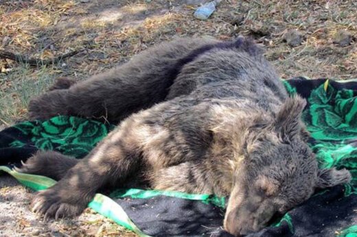 ببینید ؛ مرگ یک خرس دیگر در ایران؛ این‌بار در تصادف با پراید!