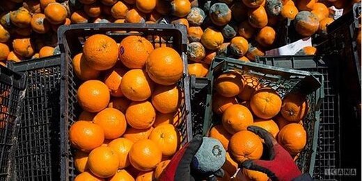 مصرف میوه 50 درصد کاهش یافت/ به خاطر گرانی برای مردم میوه دورریز می‌خرند