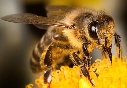 ببینید ؛ لحظه ورود زنبور به داخل دهان شهردار تورنتو در حین سخنرانی